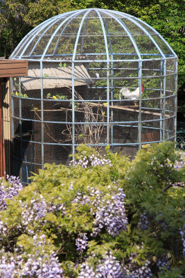 Cage with rooster and countless parakeets