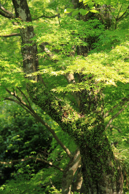 Moss-covered tree and foliage, Garyū Sansō