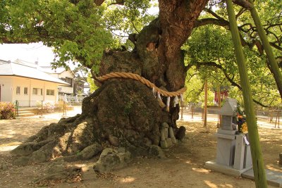 Ancient camphor tree at Zentsū-ji