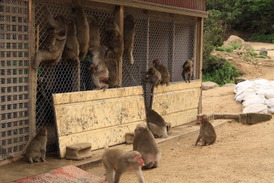 Macaques at Choshi-kei Valley Monkey Park