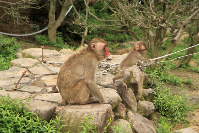Mother macaque and baby