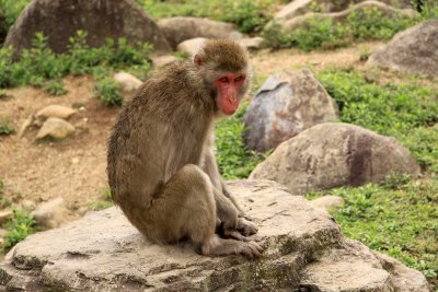 Lone macaque on a rock