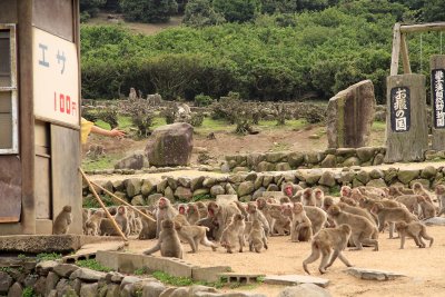 Crowd of monkeys hoping to catch some food