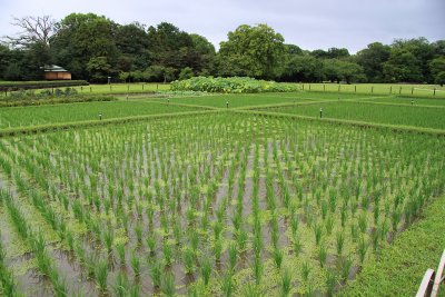 Rice paddy in Kōraku-en