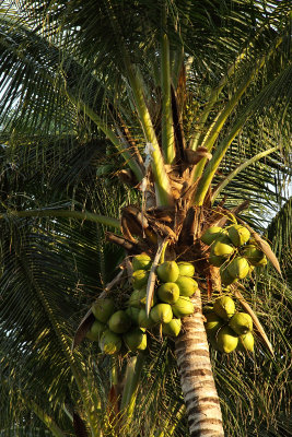 Coconuts hanging from a palm tree