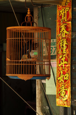 Caged mynah bird outside a house