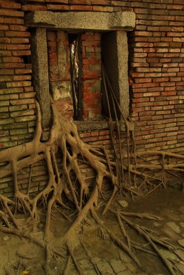 Banyan roots climbing through a bricked-in window