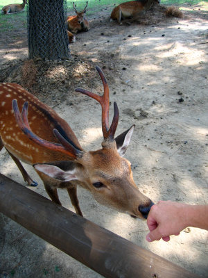 Sniffing deer in Nara-kōen
