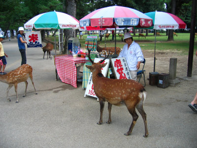 Deer by a shika-sembei vendor