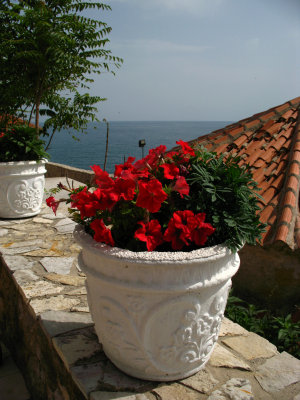 Flowerpot on an old town patio