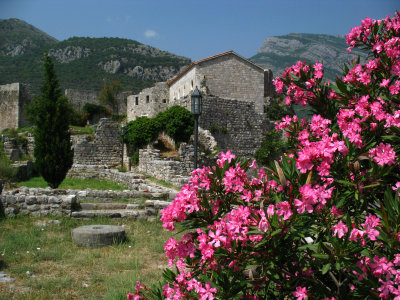 Azaleas in Stari Bar