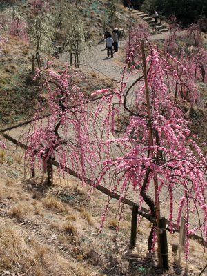 Zig-zag pathway through the plum blossoms