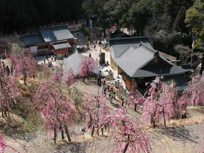 Ume trees and shrine below