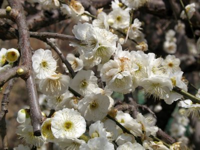 White ume blossoms