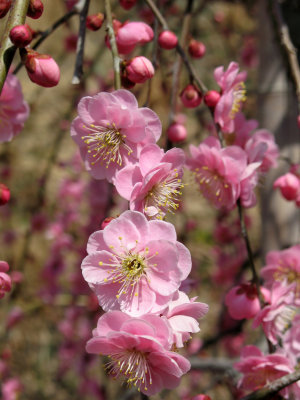 Pink plum blossoms in the orchard