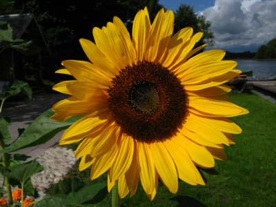 Sunflower by the lake