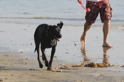 Dog on Huntington beach