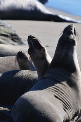 Elephant Seal at San Simeon Beach,California,