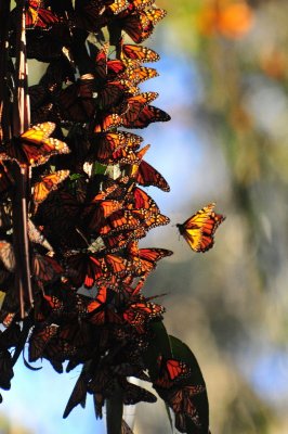 Winter butterflies at  Pismo Beach park, CA.
