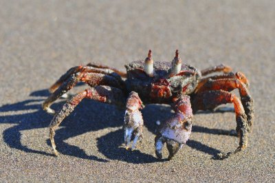 ghost Crab,