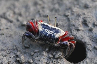 Crabs at Taiwan.