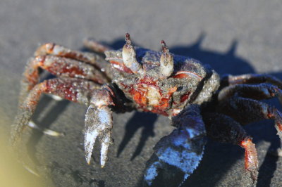 ghost Crab,TOM_4483c.jpg