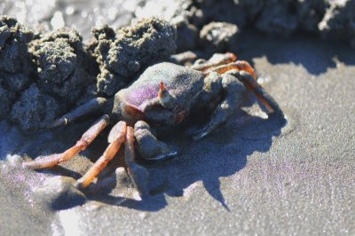 ghost Crab,TOM_4476c.jpg
