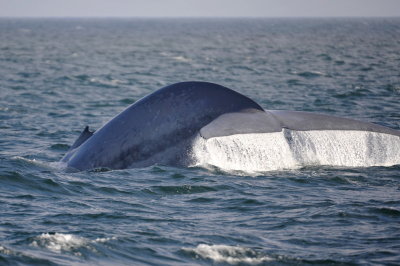 Blue Whale 1 Diving 2