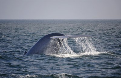 Blue Whale 1 Diving 3