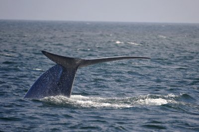 Blue Whale 1 Diving 4