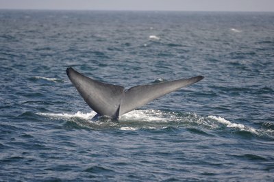 Blue Whale 1 Diving 5