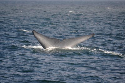 Blue Whale 1 Diving 6
