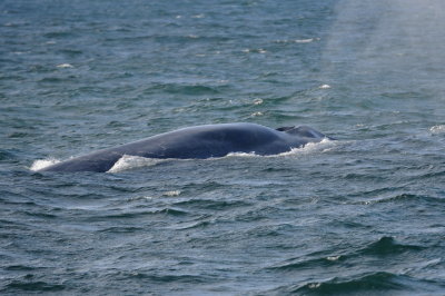 Blue Whale 2.