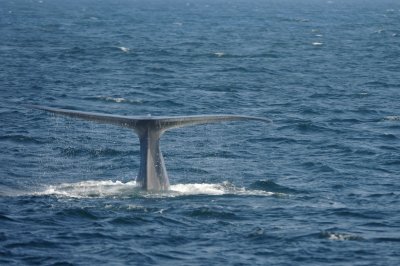 Blue Whale 2 Diving 3.