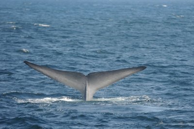Blue Whale 2 Diving 4.
