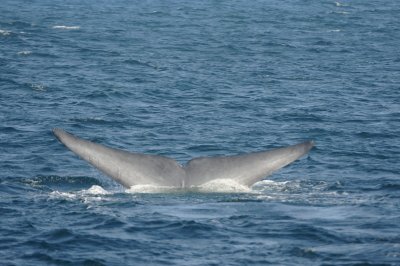 Blue Whale 2 Diving 5.