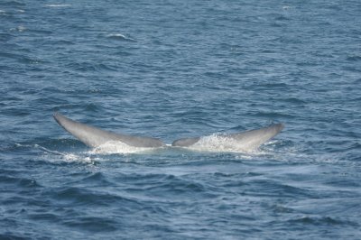 Blue Whale 2 Diving 6