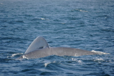 Blue Whale 3 Diving 1.