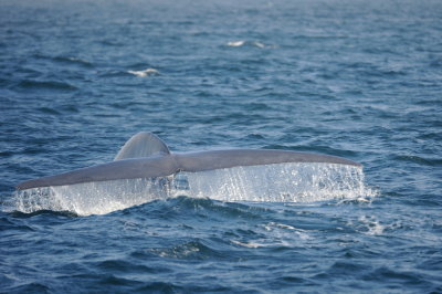 Blue Whale 3 Diving  2.
