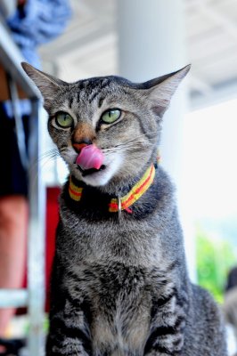 Cat, Thailand