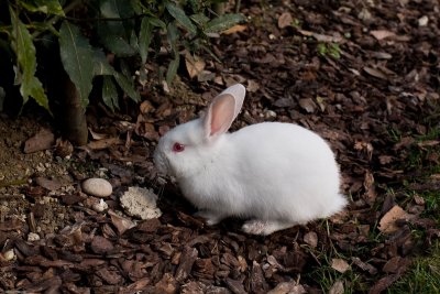 Rabbit - San Clemente