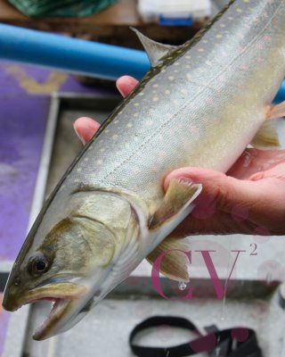 A Bull Trout