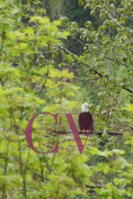 About the closest we got to an adult Bald Eagle today