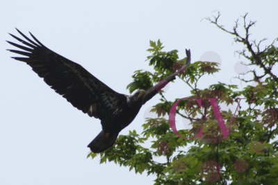 The Juvenile Eagle was immediatly in pursuit hoping for an easy meal of stolen fish