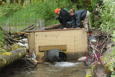 A manmade salmon spawning side channel complete with 'Beaver Deceiver'