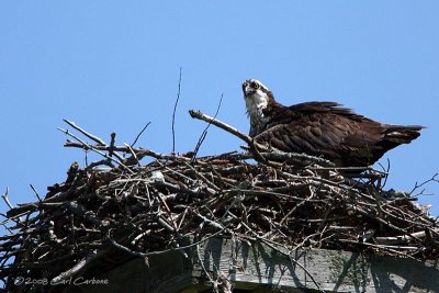 Osprey