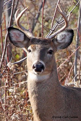 White-tailed Deer Portrait