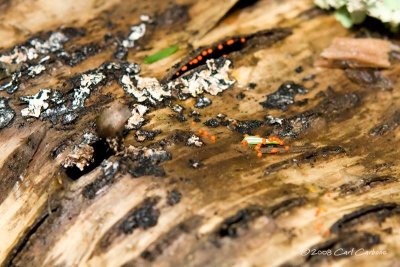 IMG_1873-mushroom.jpg