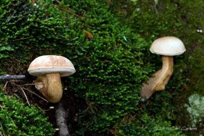 IMG_1881-mushroom.jpg