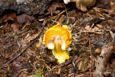 IMG_1883-mushroom.jpg